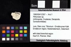 Foto (Objket + Etiketten) von Pithonoton sp. 